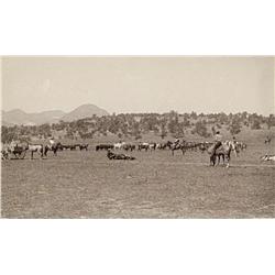 Boudoir photograph of a cattle roundup, albumen image