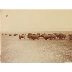 Huffman, L. A., Grazing Buffalo, Northern Montana,
