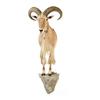 Image 1 : AOUDAD HALF BODY TAXIDERMY MOUNT.