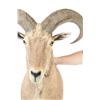Image 2 : AOUDAD HALF BODY TAXIDERMY MOUNT.