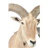 Image 3 : AOUDAD HALF BODY TAXIDERMY MOUNT.