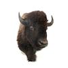 Image 1 : AMERICAN BISON TAXIDERMY HEAD MOUNT.
