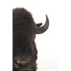 Image 2 : AMERICAN BISON TAXIDERMY HEAD MOUNT.