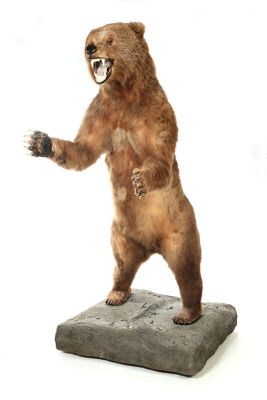 STANDING GRIZZLY BEAR FULL BODY TAXIDERMY MOUNT.