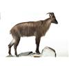 Image 5 : AOUDAD FULL BODY TAXIDERMY MOUNT.