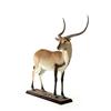 Image 1 : LECHWE FULL BODY TAXIDERMY MOUNT.