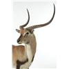 Image 2 : LECHWE FULL BODY TAXIDERMY MOUNT.