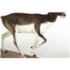 Image 2 : BLACKBUCK FULL BODY TAXIDERMY MOUNT.