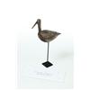 Image 4 : DOWITCHER SHOREBIRD.