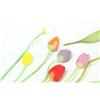 Image 2 : FORTY GLASS TULIPS.