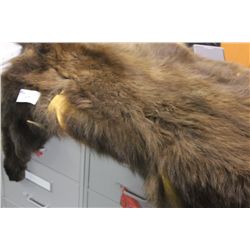 TAXIDERMY BC BROWN BEAR
