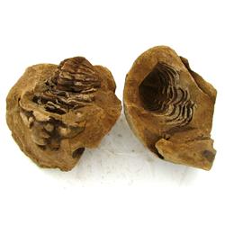 1085ct Natural Tribolite Fossil Uncleaned In Nodule (MIN-000198)