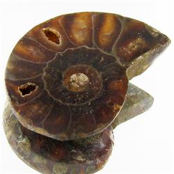 23.20ct Opalized Prehistor Ammonite Jewelry Half (GEM-30372)