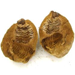 830ct Natural Tribolite Fossil Uncleaned In Nodule (MIN-000201)