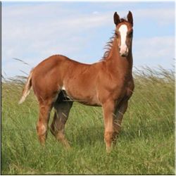 Regal French Flit (pending) - 2011 SO AQHA Stud Colt