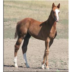 French Flit Leo (pending) - 2011 SO AQHA Stud Colt