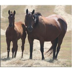 Jet On Flit (pending) - 2011 BA AQHA Stud Colt