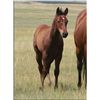 Image 2 : Jet On Flit (pending) - 2011 BA AQHA Stud Colt