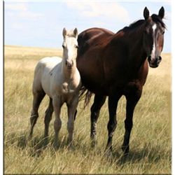 Flits First Down (pending) - 2011 Palomino AQHA Stud Colt