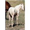 Image 2 : Flits First Down (pending) - 2011 Palomino AQHA Stud Colt