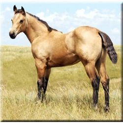French Flit Miss (pending) - 2011 BU AQHA Filly