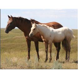OUT -Sugar Chileta filly - 2011 Palomino AQHA Filly