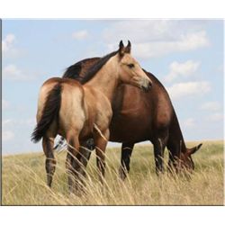 French Miss Drift (pending) - 2011 BU AQHA Filly