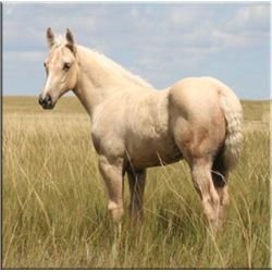 French Flit Anna (pending) - 2011 Palomino AQHA Filly