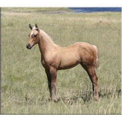 French Valentina (pending) - 2011 Palomino AQHA Filly