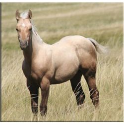 French Miss Silver (pending) - 2011 Palomino AQHA Filly
