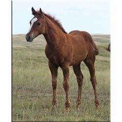 French Miss Wonder (pending) - 2011 SO AQHA Filly