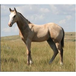 Cisco Top Bar (pending) - 2011 BU AQHA Stud Colt