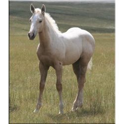 John Cisco (pending) - 2011 Palomino AQHA Stud Colt