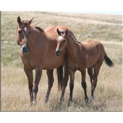 Cisco Hollywood (pending) - 2011 Dun AQHA Stud Colt