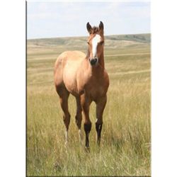 Cisco Redwood (pending) - 2011 Dun AQHA Stud Colt