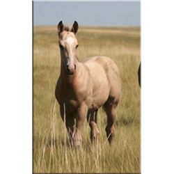 Cisco Siemon (pending) - 2011 BU AQHA Stud Colt