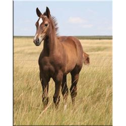 Cisco Sun Sox (pending) - 2011 Chestnut AQHA Stud Colt
