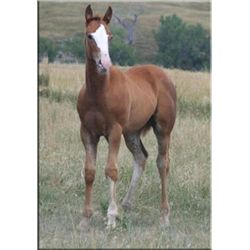 Cisco Chicaro (pending) - 2011 SO AQHA Stud Colt