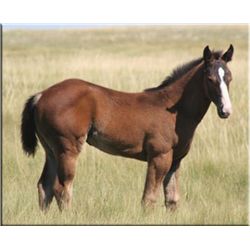Drift Fast Cisco (pending) - 2011 Brown AQHA Stud Colt