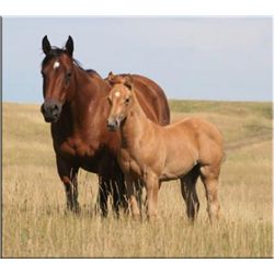 Cisco Bunny Jet (pending) - 2011 Palomino AQHA Filly