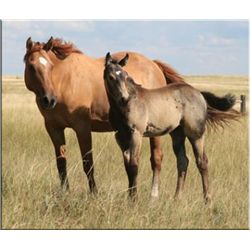 Suzanna Cisco (pending) - 2011 BU AQHA Filly