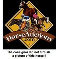 OUT - Shugar Doll filly - 2011 BA AQHA Filly