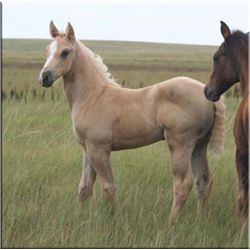 Rock N Roll Cisco (pending) - 2011 Palomino AQHA Filly
