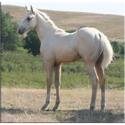 Fire Fox Trouble (pending) - 2011 Palomino AQHA Stud Colt