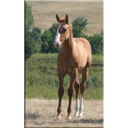 Fire Fox Redwood (pending) - 2011 Red Dun AQHA Stud Colt