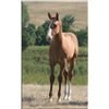 Image 1 : Fire Fox Redwood (pending) - 2011 Red Dun AQHA Stud Colt
