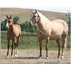 Image 2 : Fire Fox Redwood (pending) - 2011 Red Dun AQHA Stud Colt