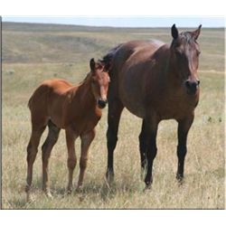OUT - Fire Fox Twister (pending) - 2011 Bay Roan AQHA Stud Colt