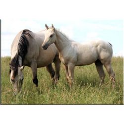 Sak Em Firefox (pending) - 2011 BU AQHA Stud Colt