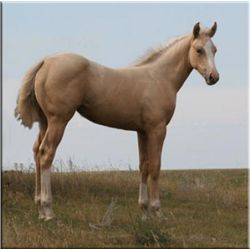 Fire Fox Debby (pending) - 2011 Palomino AQHA Filly